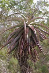Aloe ferox
