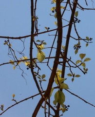 Premna coriacea