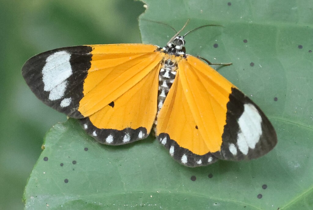 Aletis sapor