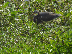 Egretta tricolor