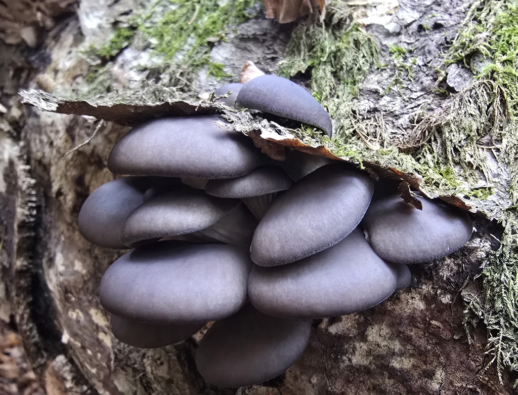 Pleurotus ostreatus · November 2025 · photo: © paulanimigean (iNaturalist, cc-by)