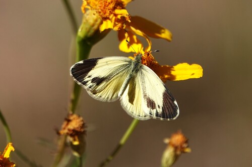 Dainty Sulphur, photo 3 of 10