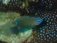 Thai Damsel photo 2