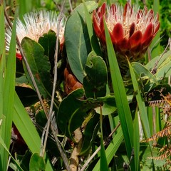 Protea caffra caffra × simplex
