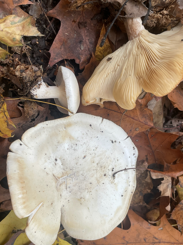 Clitocybe robusta · November 2025 · photo: © skatepunk (iNaturalist, cc0)