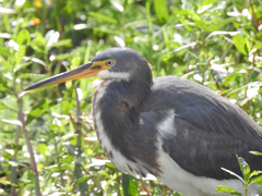 Egretta tricolor