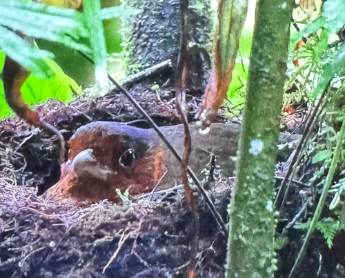 Giant Antpitta (Grallaria gigantea)
