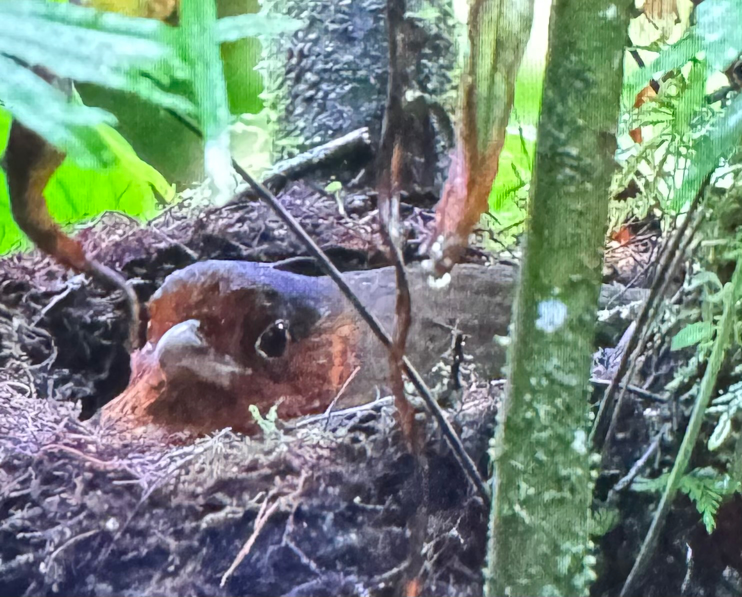 Giant Antpitta (Grallaria gigantea), photo 1