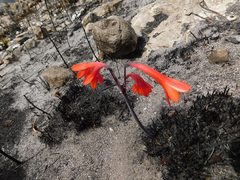 Cyrtanthus ventricosus