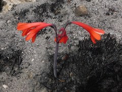 Cyrtanthus ventricosus