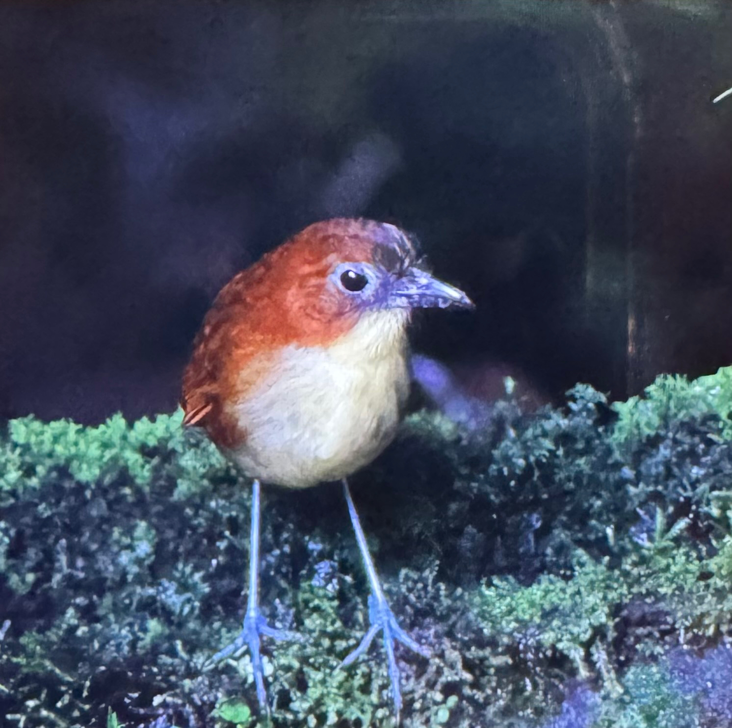 Yellow-breasted Antpitta (Grallaria flavotincta), photo 1