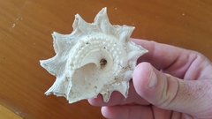 Astraea heliotropium