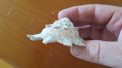 Astraea heliotropium