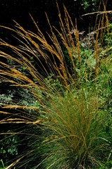 Merxmuellera macowanii