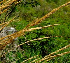 Merxmuellera macowanii