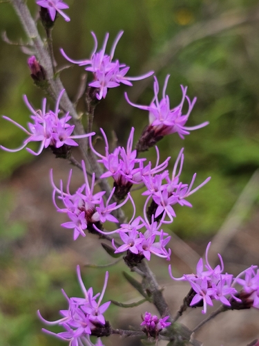 Liatris gracilis, photograph 3