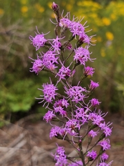 Liatris gracilis, photograph (c) Patrick Belk, some rights reserved (CC BY)