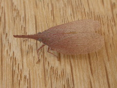 Rentinus dilatatus