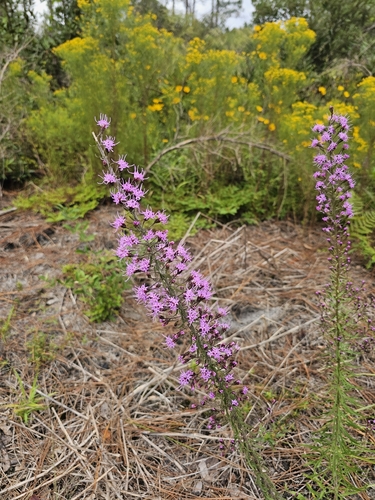 Liatris gracilis, photograph 5