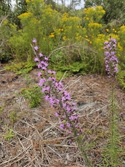 Liatris gracilis, photograph (c) Patrick Belk, some rights reserved (CC BY)