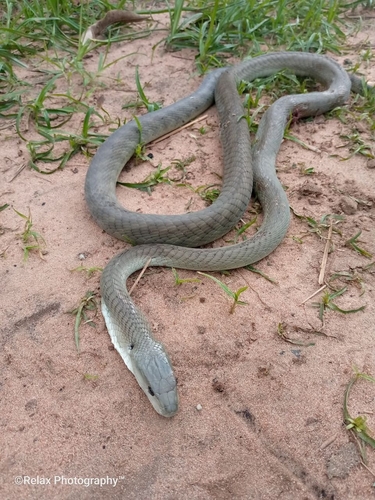 Black Mamba