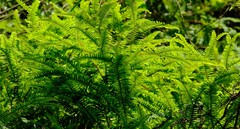 Sticherus umbraculifer