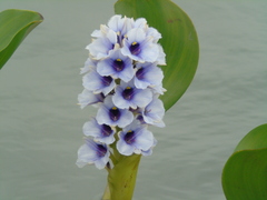 Pontederia azurea, photograph Gabriel Jovêncio Ribeiro, CC BY, iNaturalist via GBIF