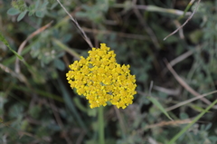 Achillea arabica