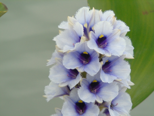 Pontederia azurea, photograph 2