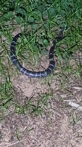 Boulenger's Garter Snake