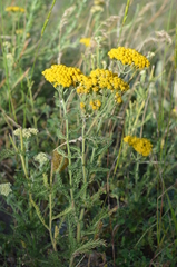 Achillea arabica