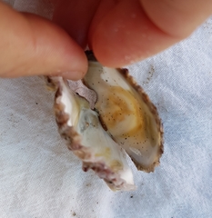 Ostrea edulis