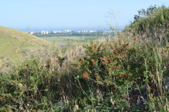Prunus prostrata concolor