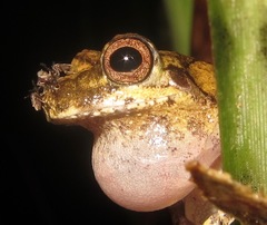 Dendropsophus melanargyreus