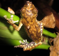 Dendropsophus melanargyreus