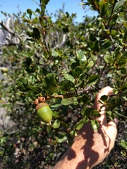Quercus × acutidens