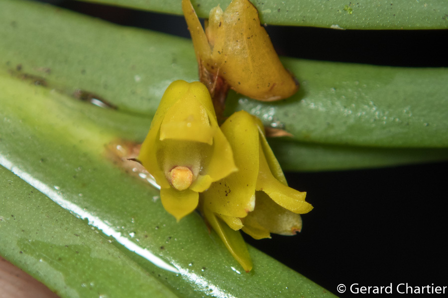 Oxystophyllum