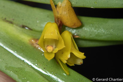 Oxystophyllum carnosum