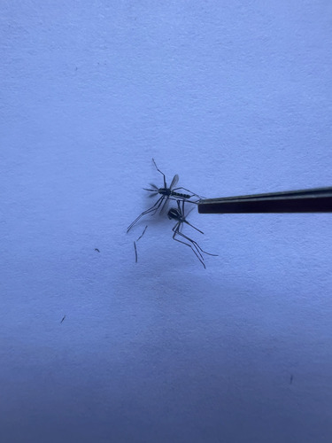 Unknown species found near St Augustine Shores, FL 32086, USA