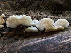 Favolaschia pustulosa