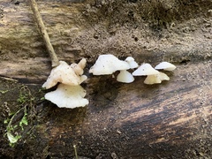 Favolaschia pustulosa