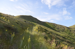 Verbascum songaricum