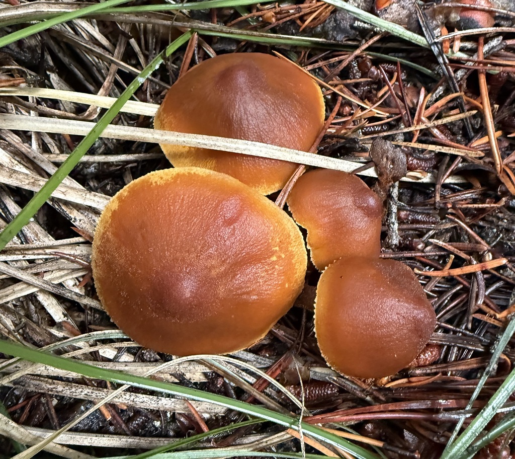Cystoderma carcharias fallax from Valley County, ID, USA on November 14 ...