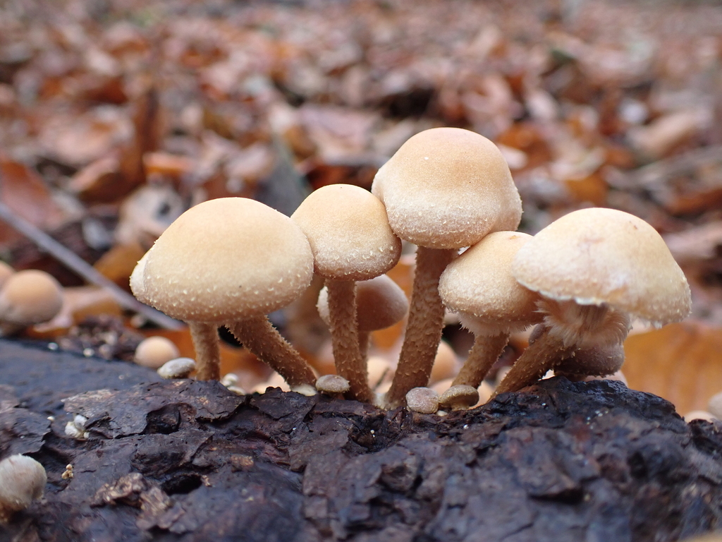 Kuehneromyces mutabilis · November 2025 · photo: © sturuss (iNaturalist, cc0)
