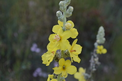 Verbascum songaricum