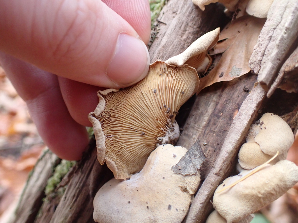 Panellus stipticus · November 2025 · photo: © sturuss (iNaturalist, cc0)