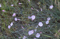 Convolvulus pseudocantabrica