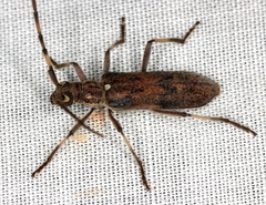 Didymocantha obliqua