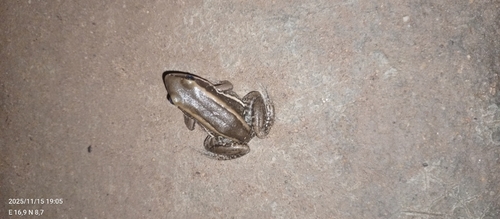 Galam white-lipped frog