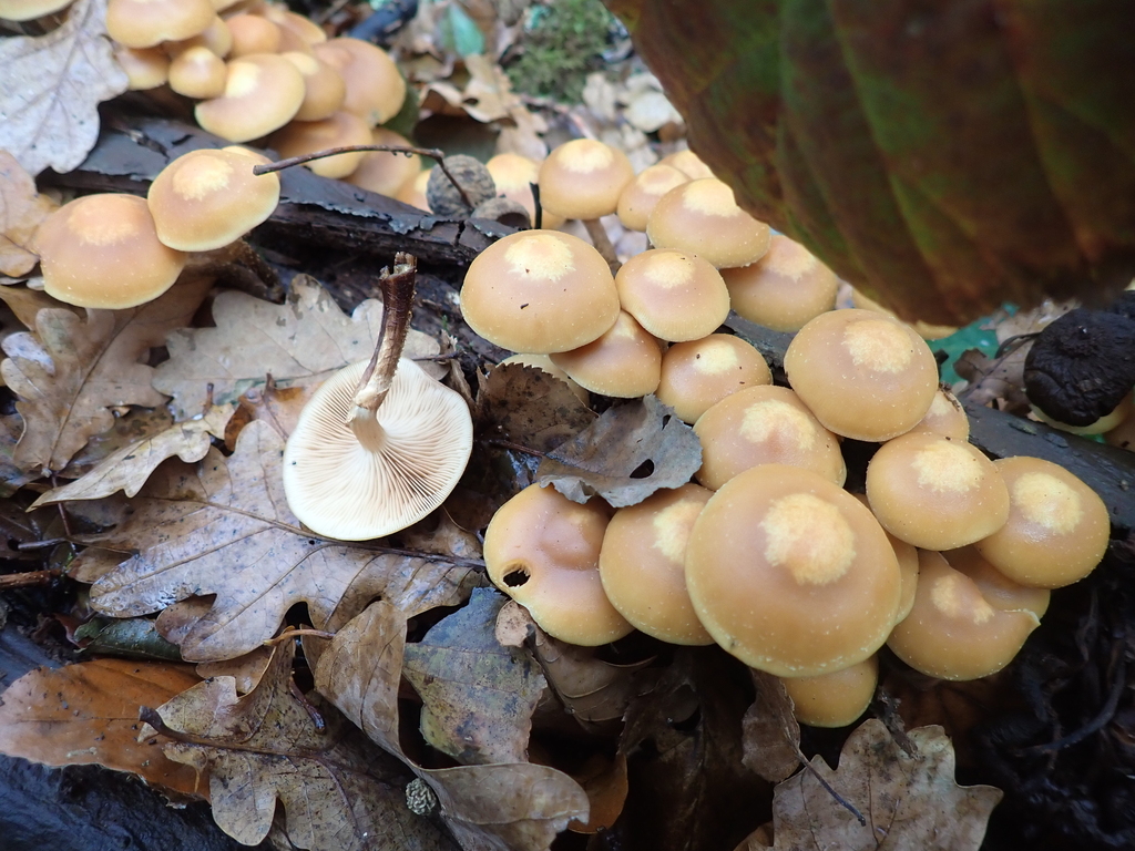 Kuehneromyces mutabilis · November 2025 · photo: © sturuss (iNaturalist, cc0)